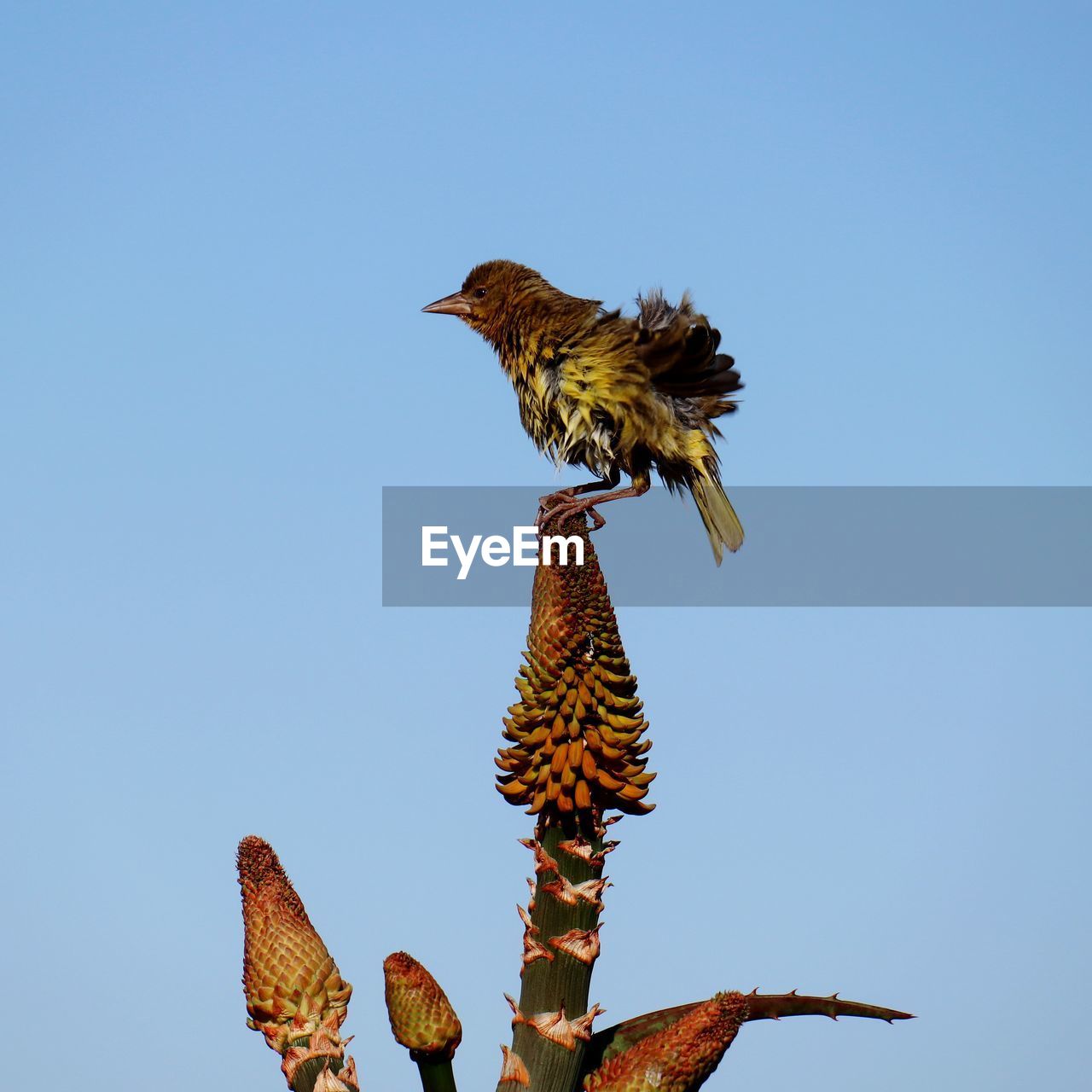 LOW ANGLE VIEW OF EAGLE PERCHING ON PLANT AGAINST CLEAR SKY