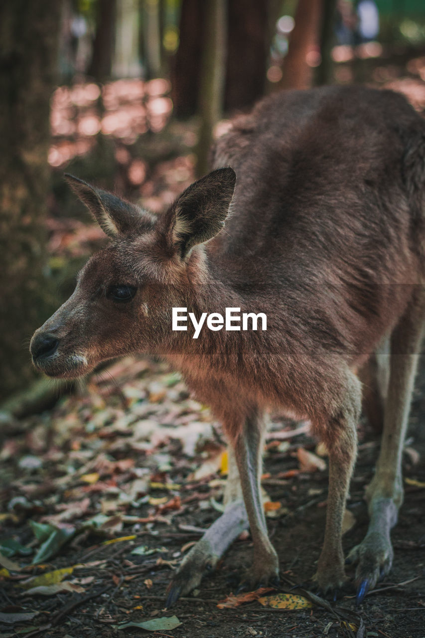 Close-up kangaroo in forest