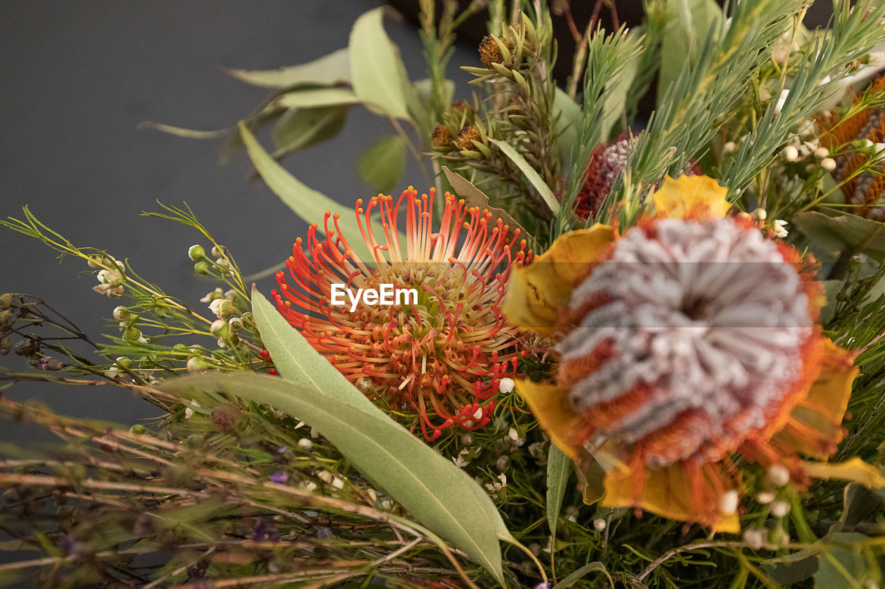 Close-up of flowering plants on land