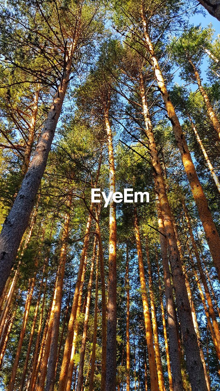 LOW ANGLE VIEW OF TREE IN FOREST