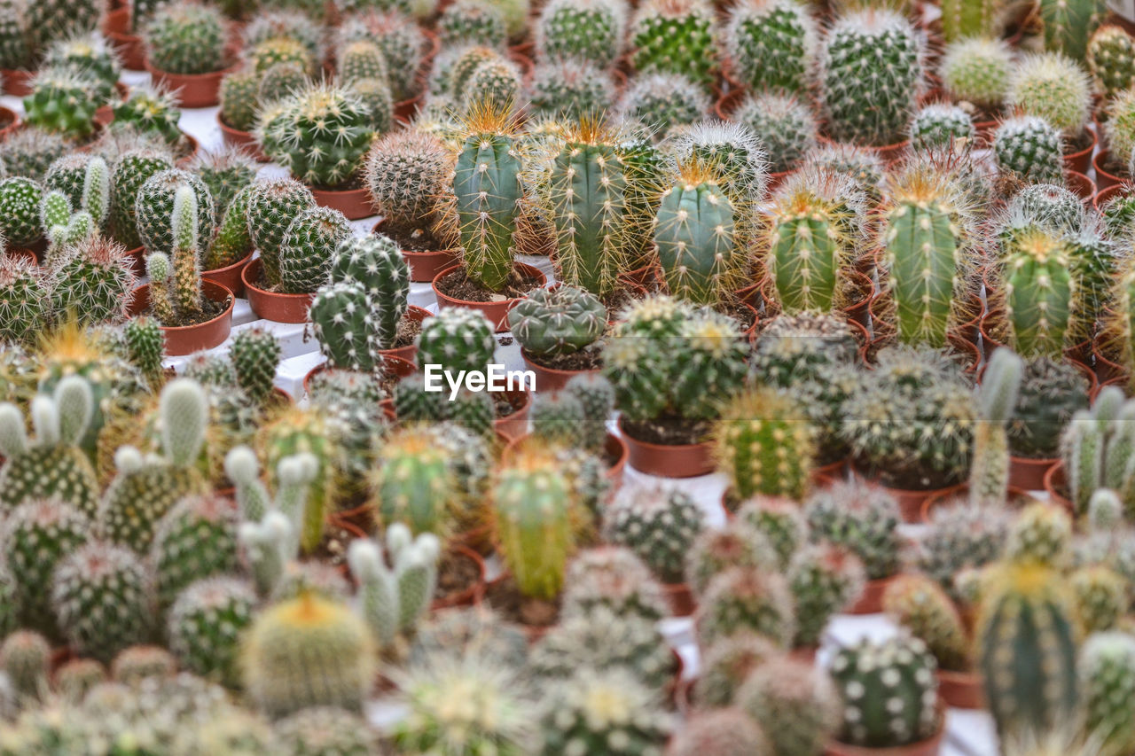 HIGH ANGLE VIEW OF SUCCULENT PLANTS IN FIELD