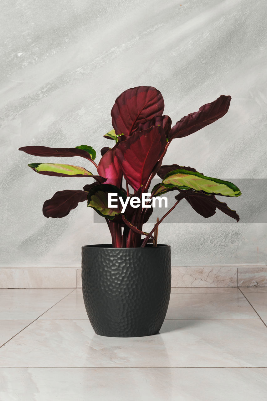 plant, flower, flowering plant, nature, red, beauty in nature, indoors, vase, freshness, art, no people, flower head, leaf, flowerpot, plant part, growth, fragility, ikebana, floristry, table, still life, inflorescence