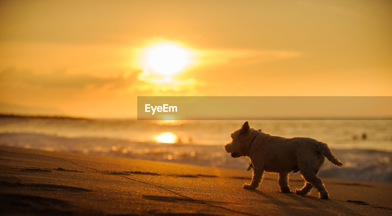 SILHOUETTE DOG ON BEACH AGAINST SUNSET SKY