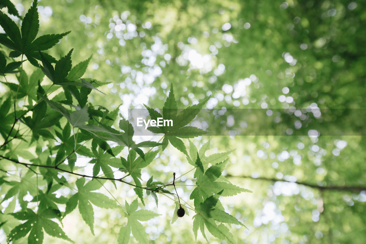 Low angle view of leaves on tree branches 