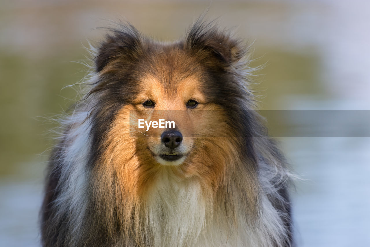 Close-up portrait of a dog