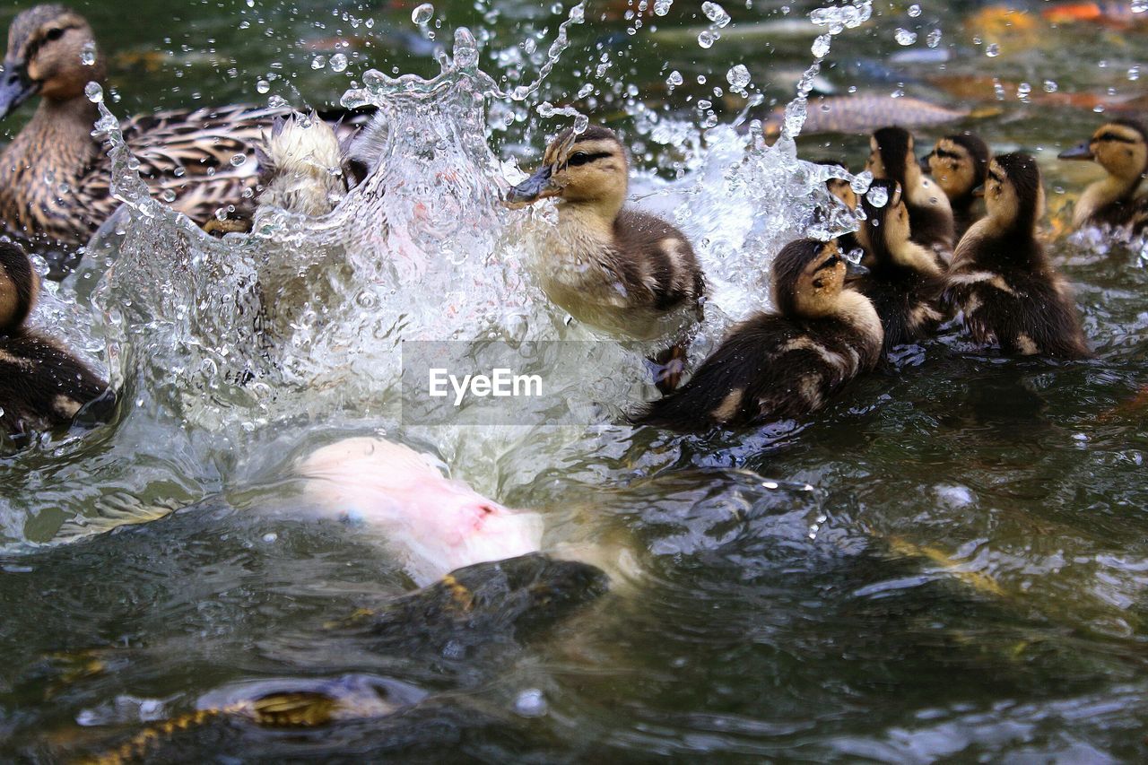 Ducks and koi carps swimming in lake