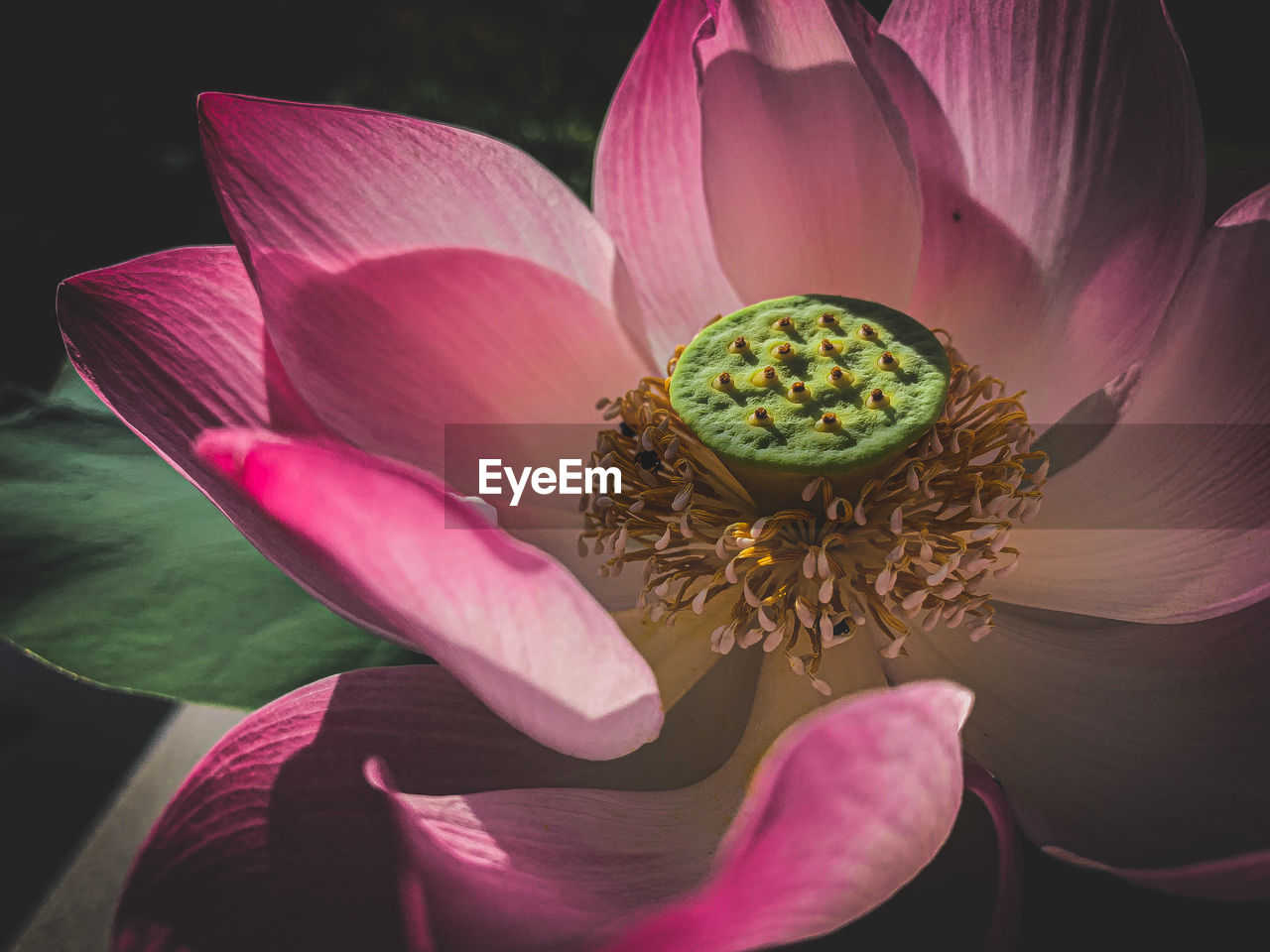 Close-up of pink lotus water lily