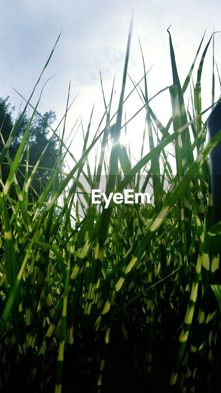 LOW ANGLE VIEW OF PLANTS AGAINST SKY