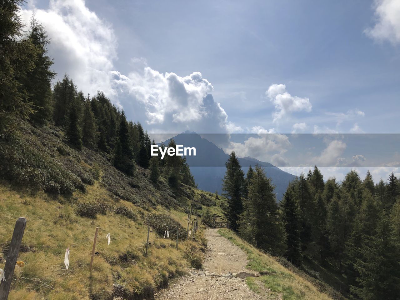 SCENIC VIEW OF FOREST AGAINST SKY