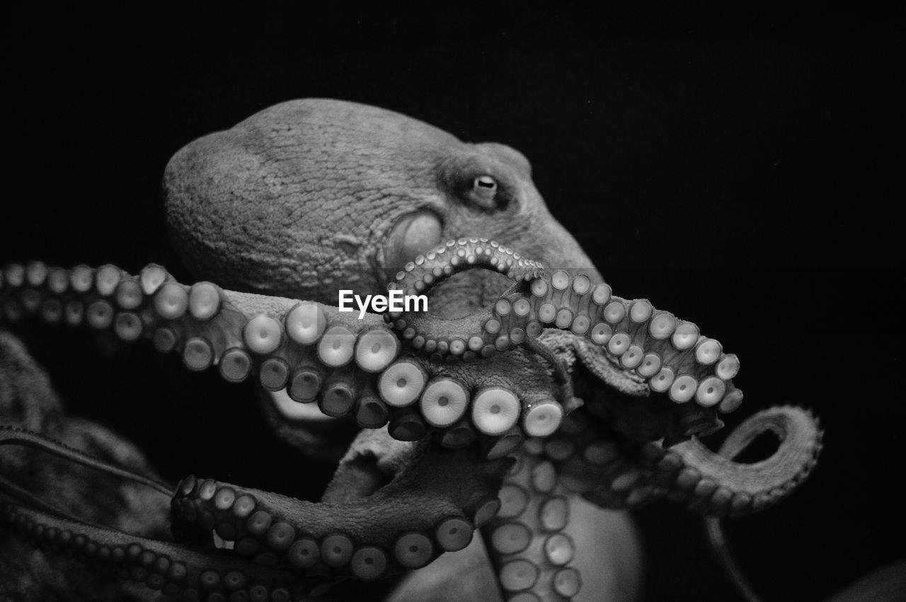 Close-up of octopus against black background