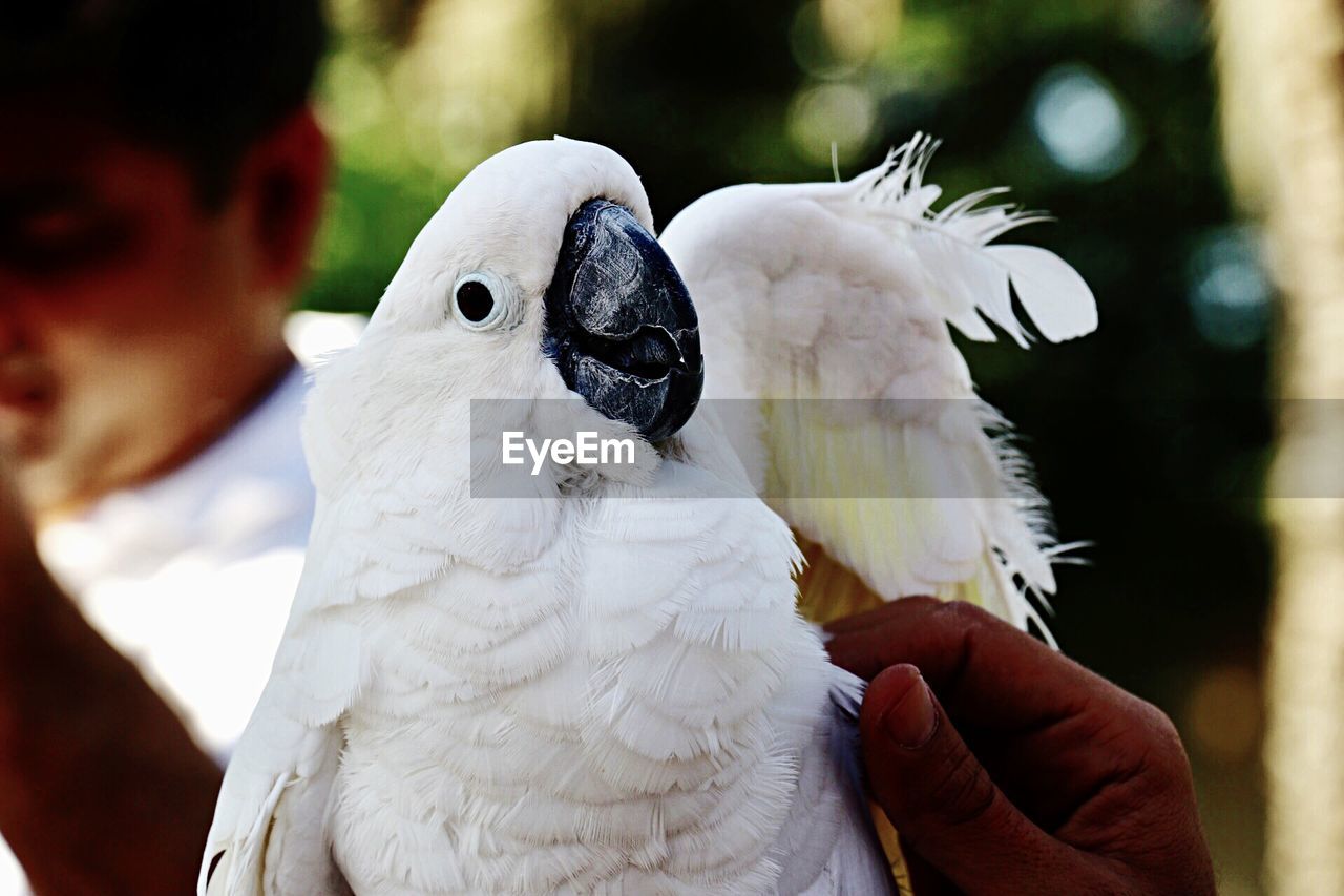 Close-up of hand holding cockatoo 