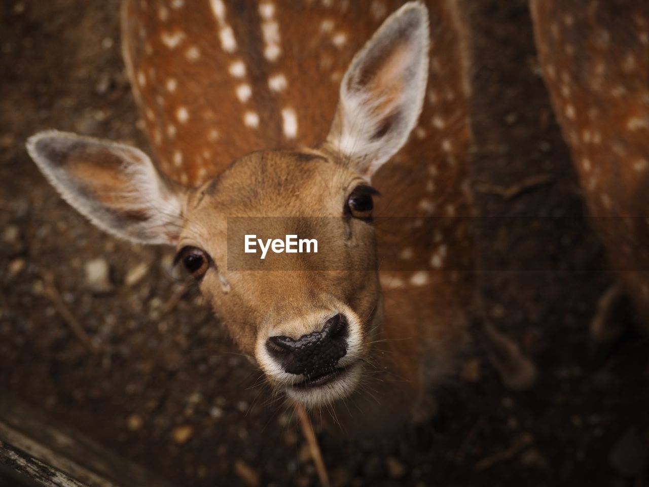 CLOSE-UP OF DEER