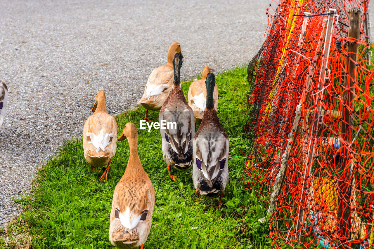 animal, animal themes, group of animals, no people, bird, nature, day, duck, domestic animals, grass, autumn, high angle view, plant, water bird, mammal, livestock, pet, animal wildlife, outdoors, wildlife, land, poultry, agriculture, field