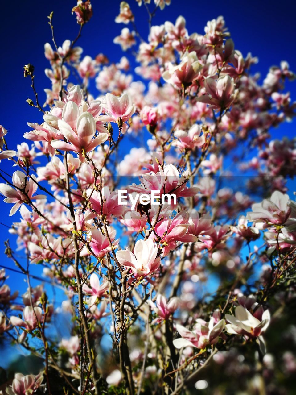 LOW ANGLE VIEW OF CHERRY BLOSSOMS