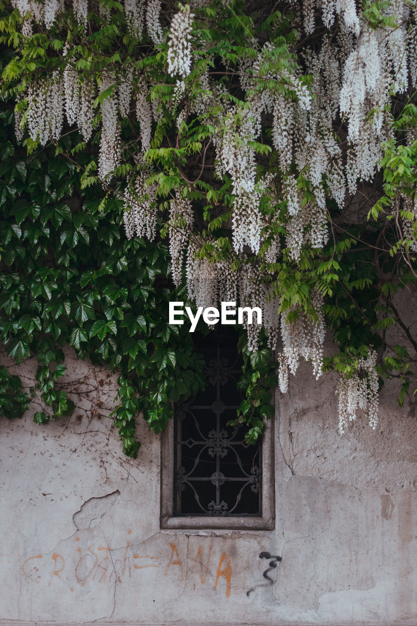 IVY GROWING ON BUILDING WALL