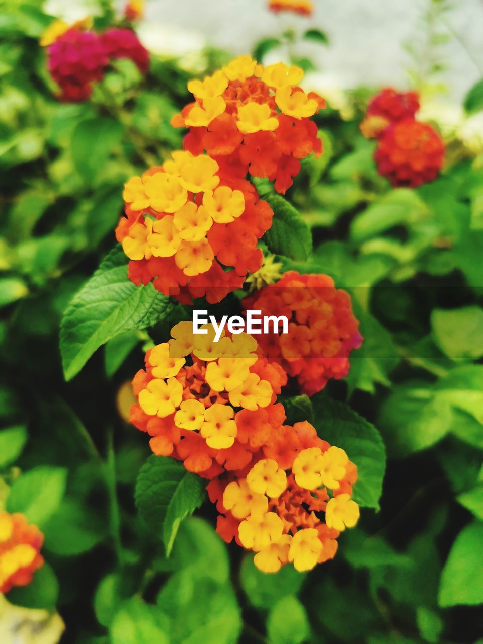 CLOSE-UP OF FLOWERING PLANTS