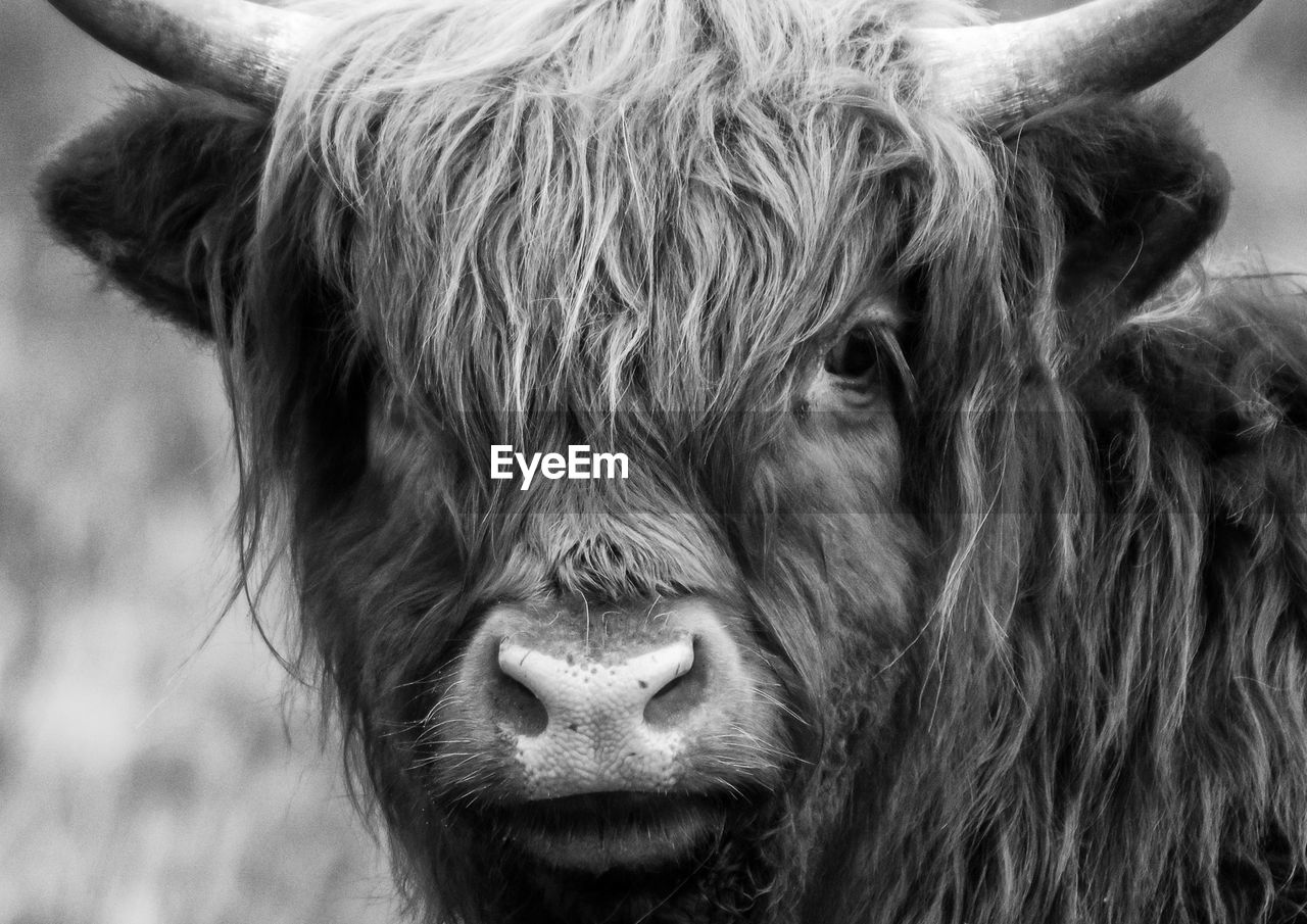 Close-up of highland cattle