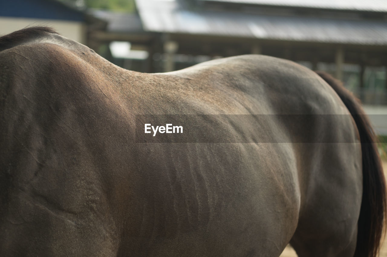 CLOSE-UP OF HORSE OUTDOORS