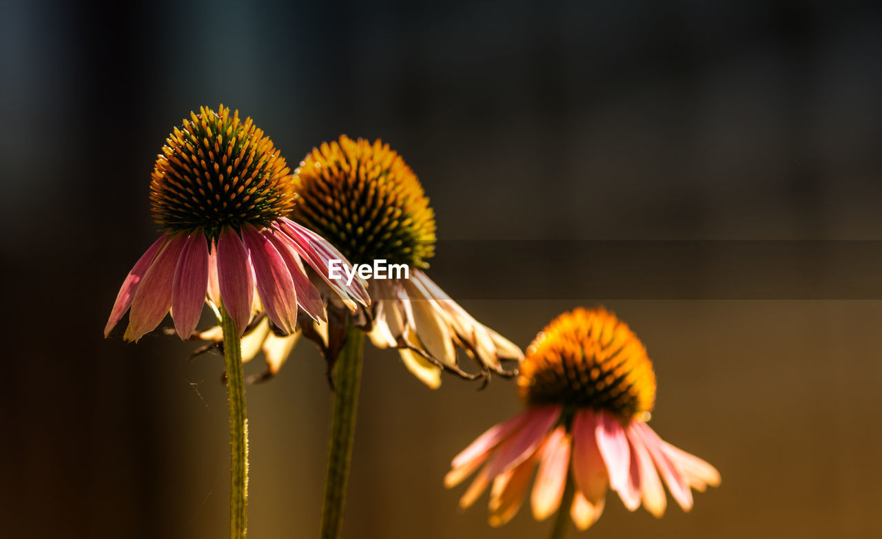 Close-up of eastern purple coneflowers blooming outdoors