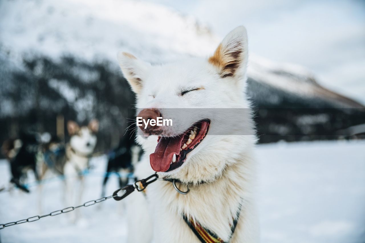 Close-up of a dog on snow