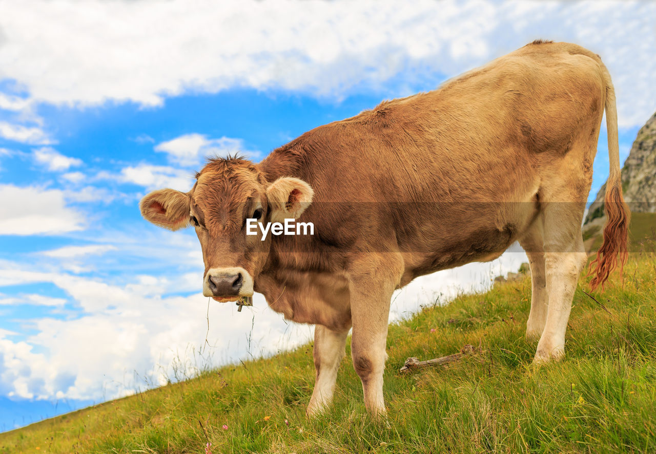 COW ON FIELD AGAINST SKY