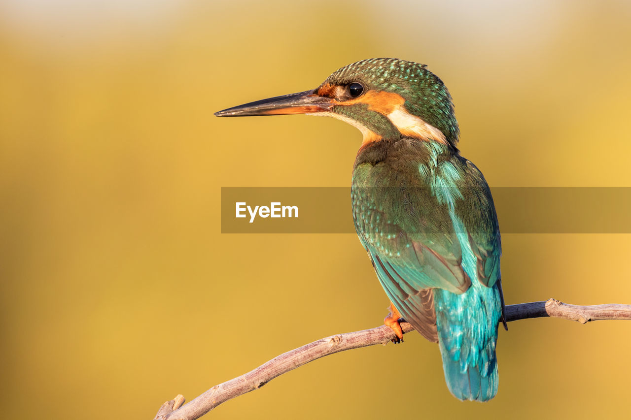 CLOSE-UP OF BIRD PERCHING ON BRANCH AGAINST YELLOW TWIG