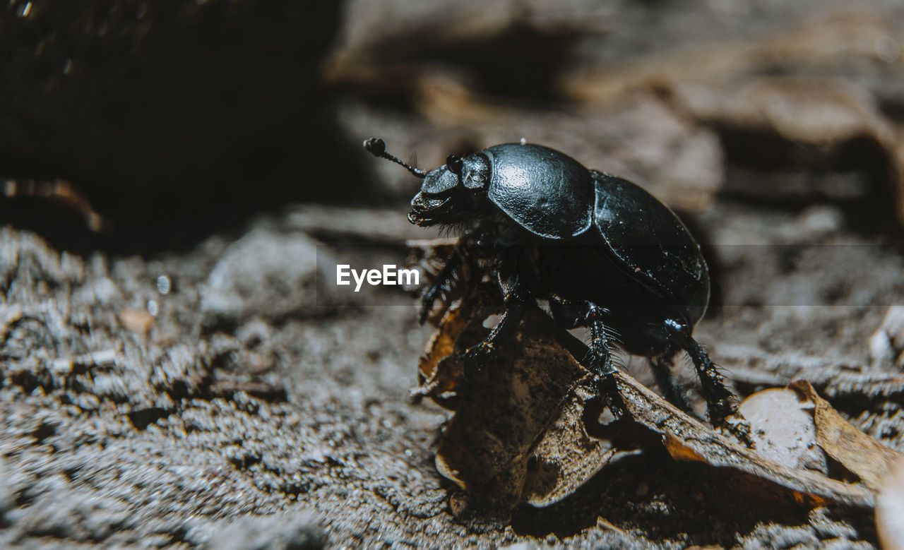 Close-up of insect on land