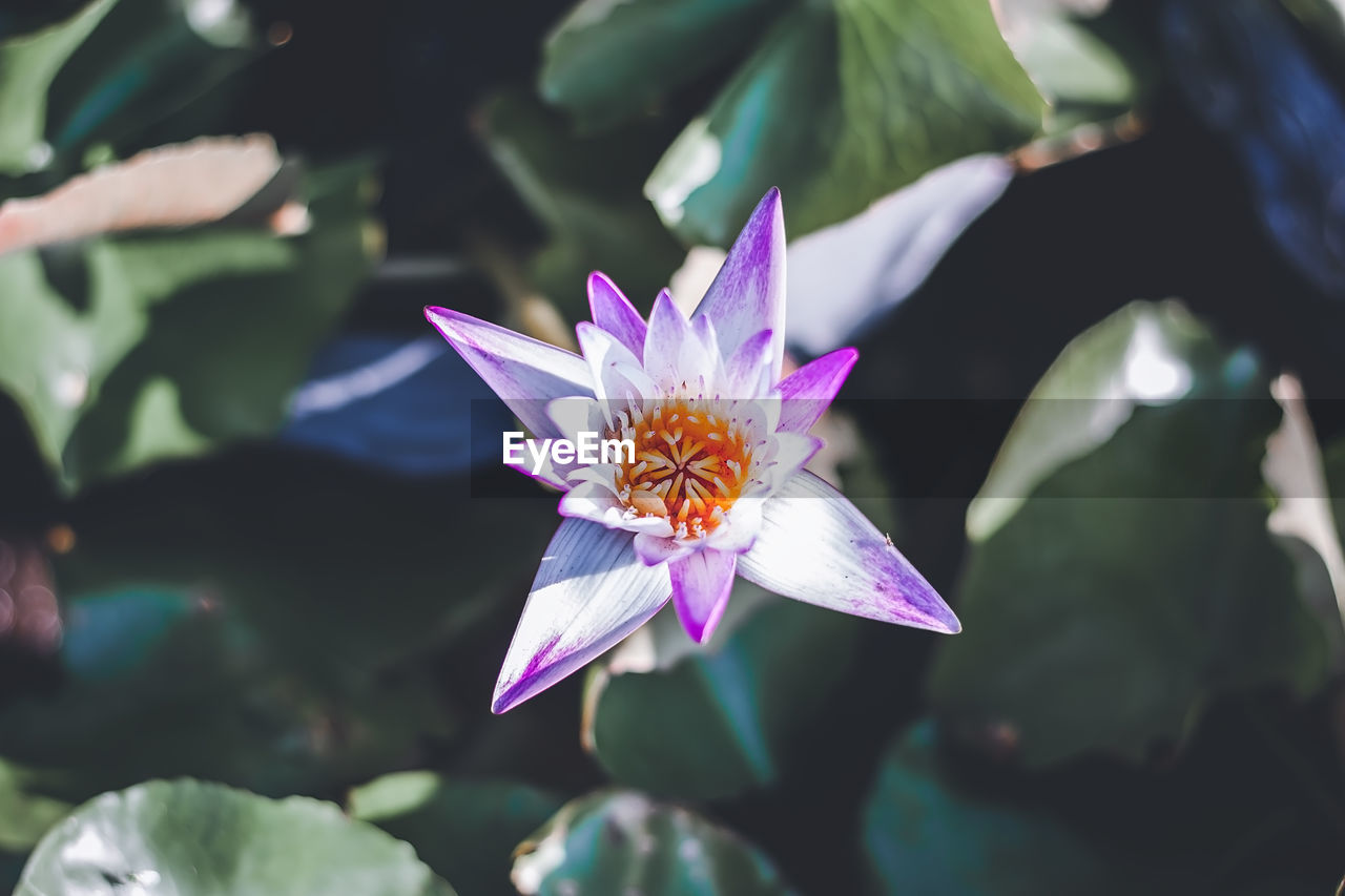 CLOSE-UP OF PURPLE LOTUS WATER