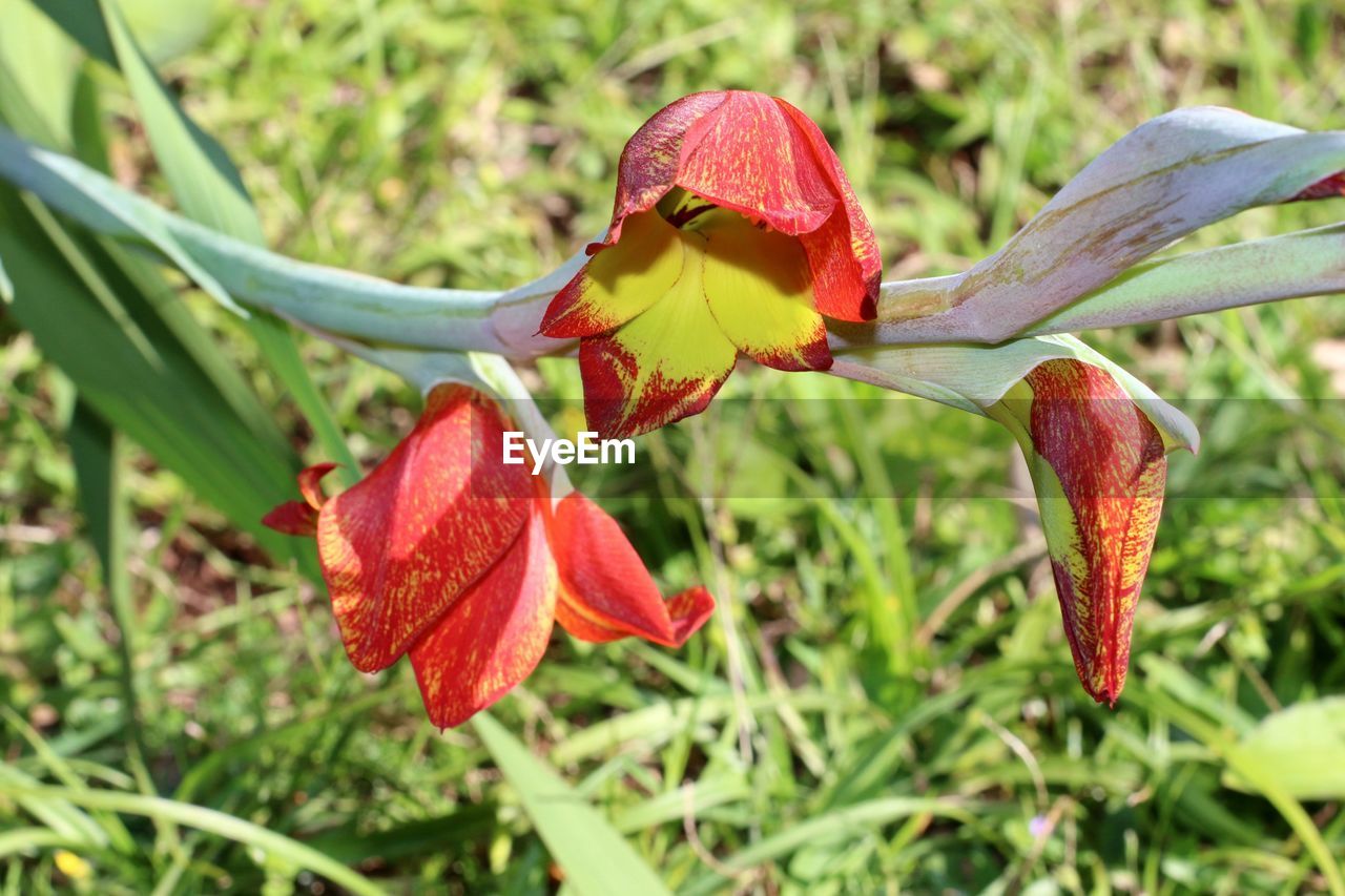 Close-up of red flowers