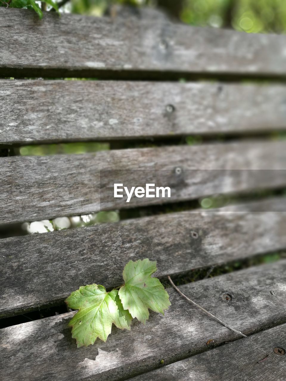 Close-up of plant growing on wood