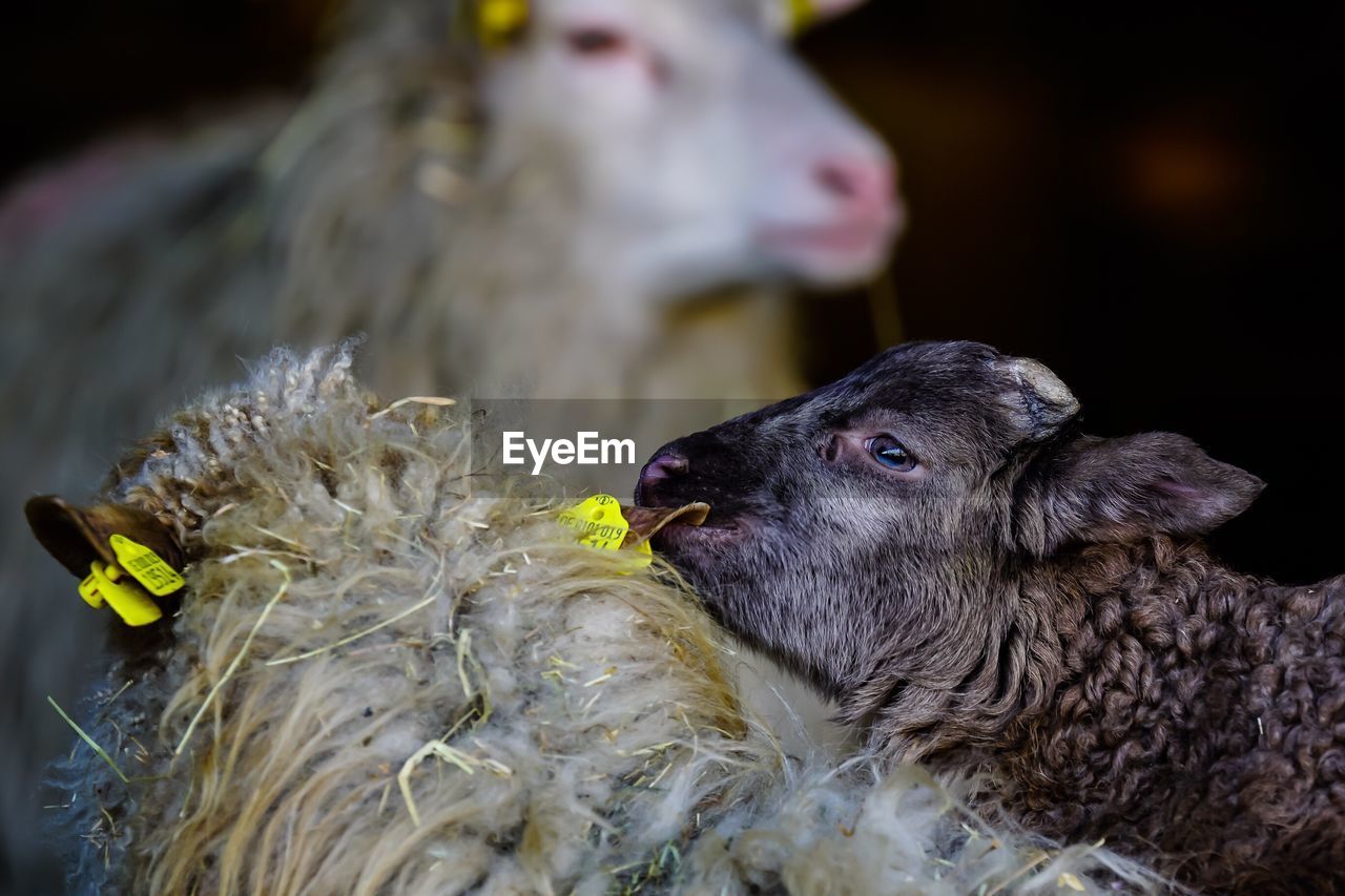 Sheep with lambs at farm