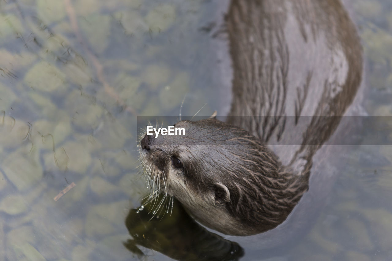 CLOSE-UP OF DUCK SWIMMING IN LAKE