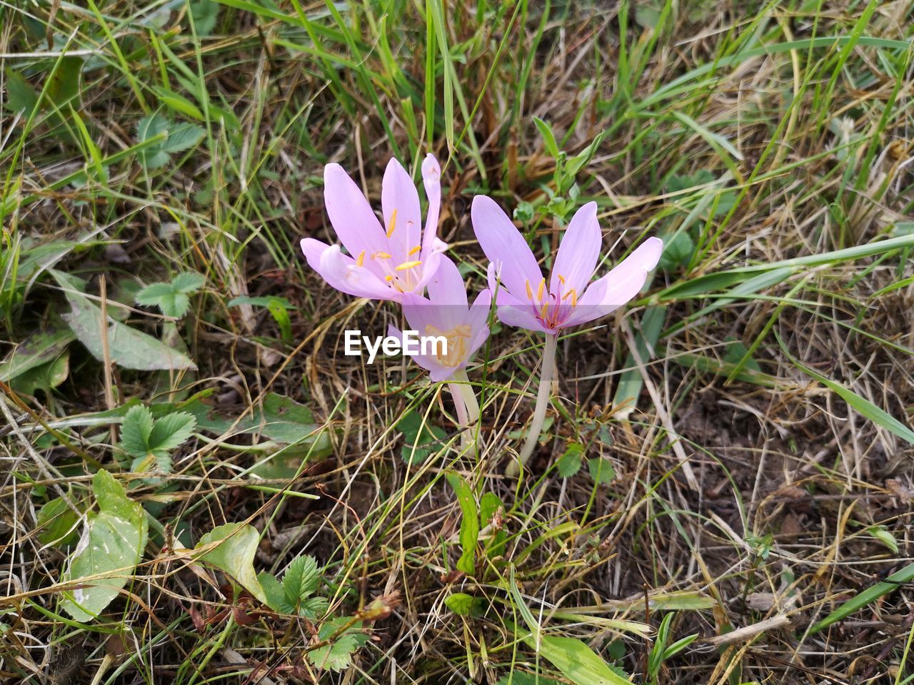 HIGH ANGLE VIEW OF PURPLE FLOWER ON FIELD