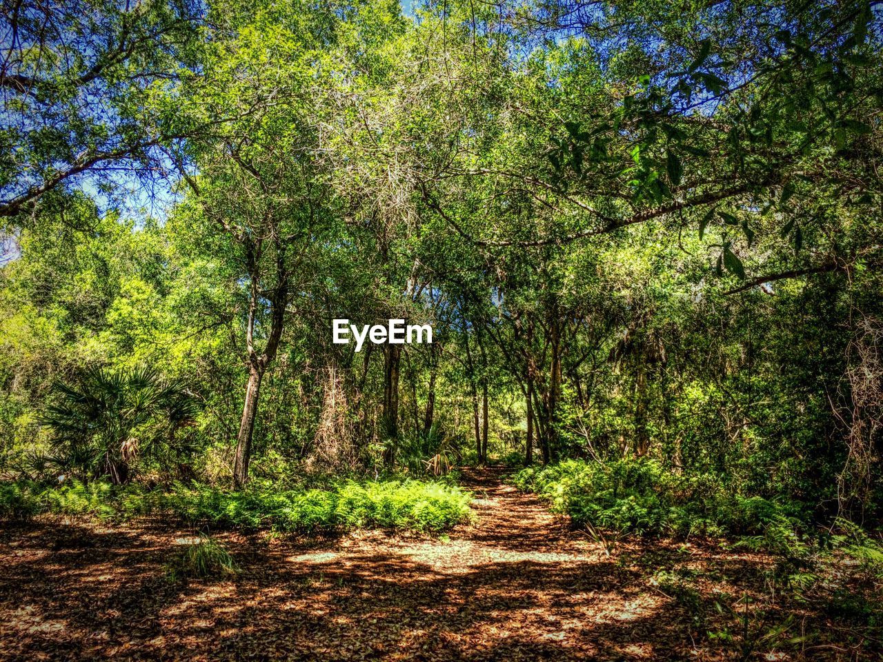 Dirt footpath in forest