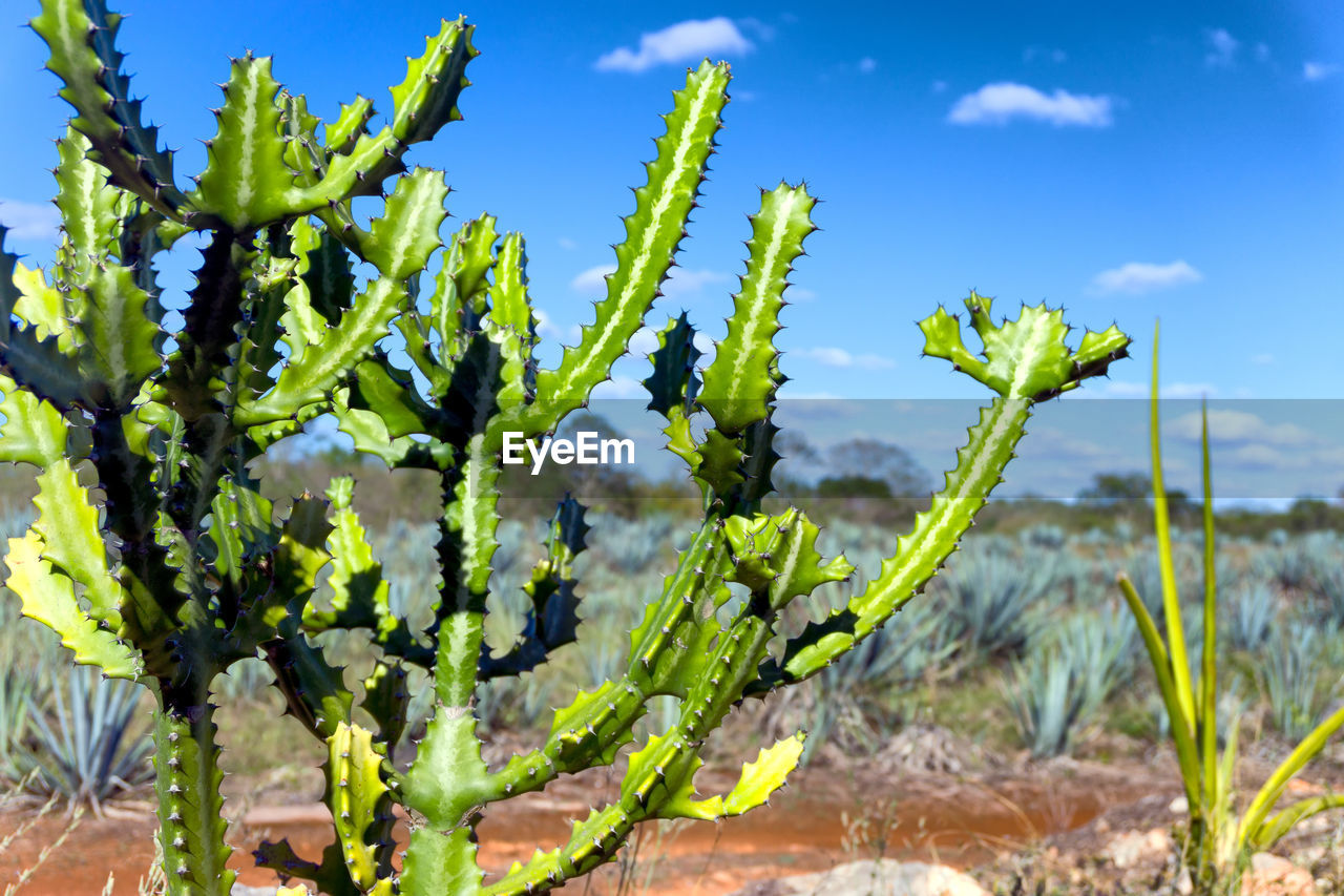 CLOSE-UP OF FRESH PLANT AGAINST SKY