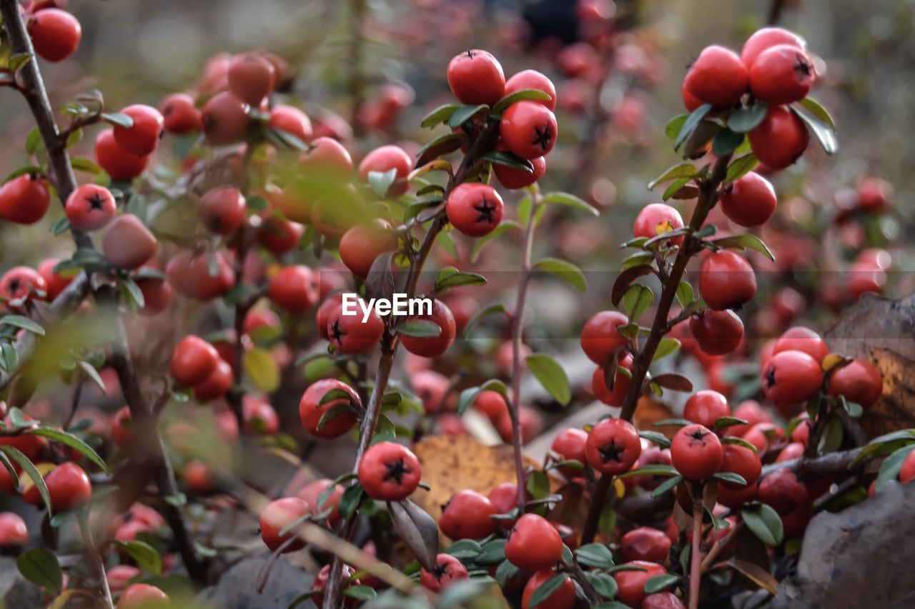 Close-up of rose hips growing on tree