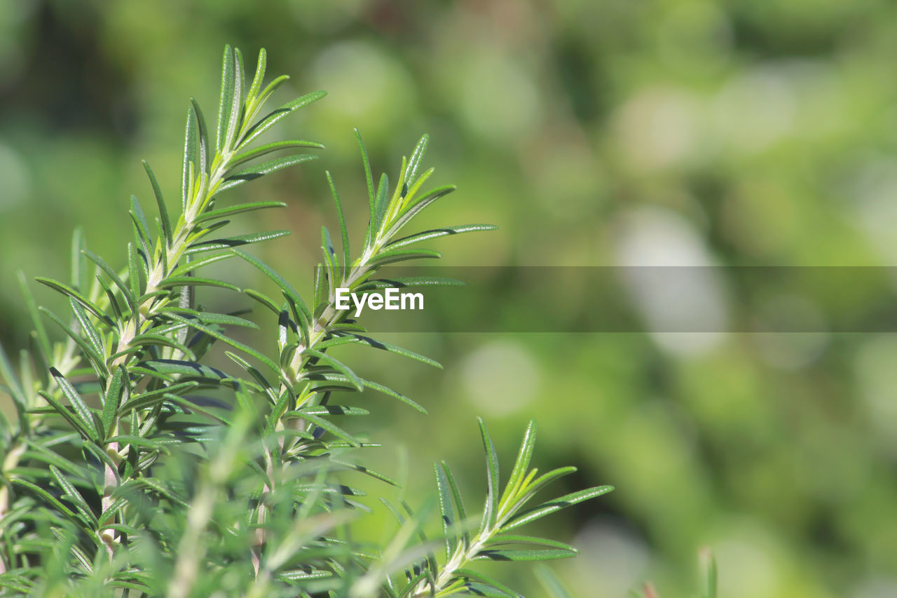plant, grass, green, growth, nature, leaf, flower, plant part, close-up, no people, focus on foreground, beauty in nature, tree, outdoors, food and drink, food, herb, land, environment, day, lawn, healthcare and medicine, shrub, medicine, selective focus, freshness, social issues, field, branch, agriculture