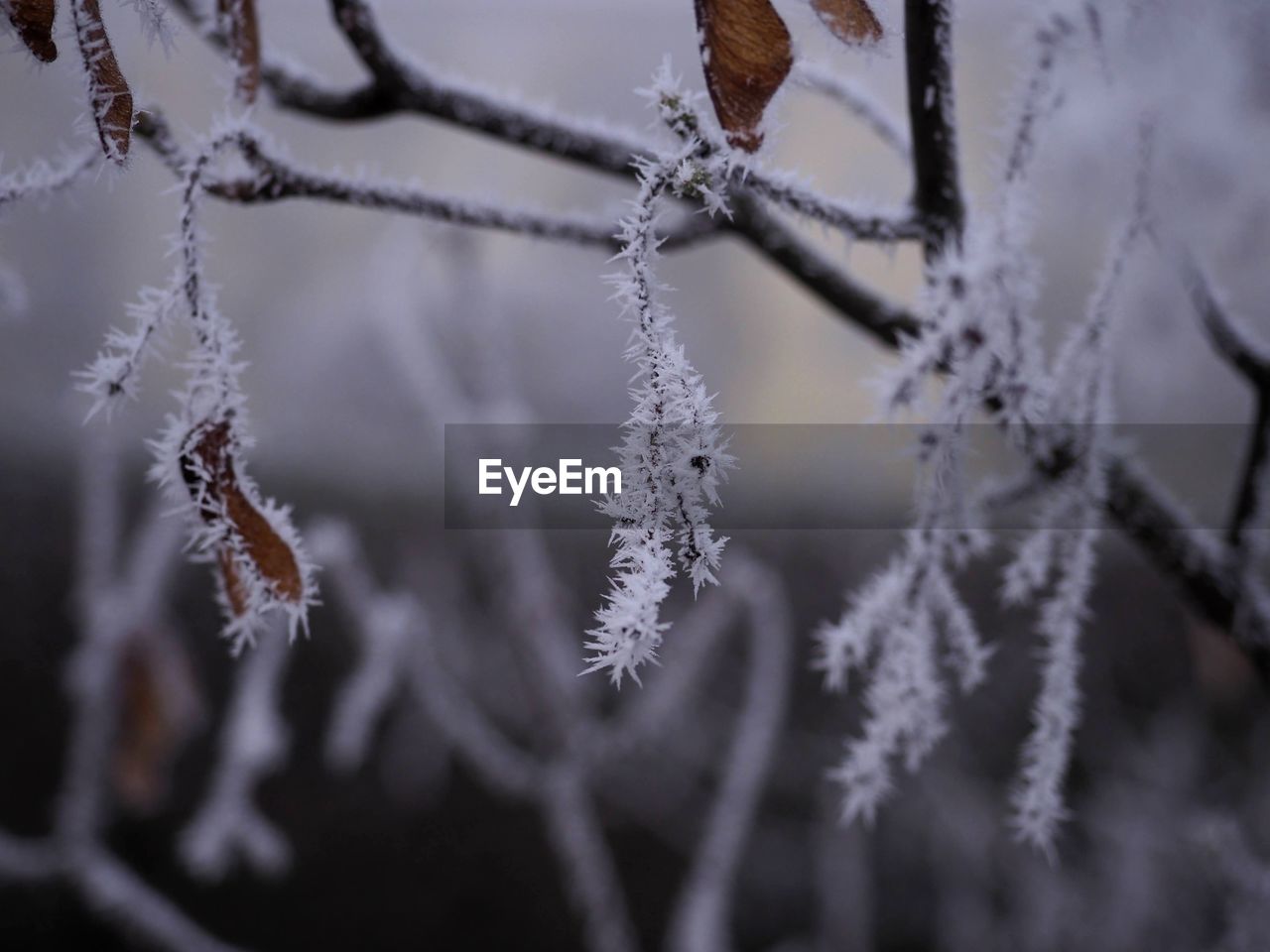 frost, winter, cold temperature, snow, branch, nature, freezing, ice, plant, frozen, no people, tree, twig, close-up, focus on foreground, leaf, beauty in nature, macro photography, selective focus, outdoors, environment, day, snowflake, tranquility, white