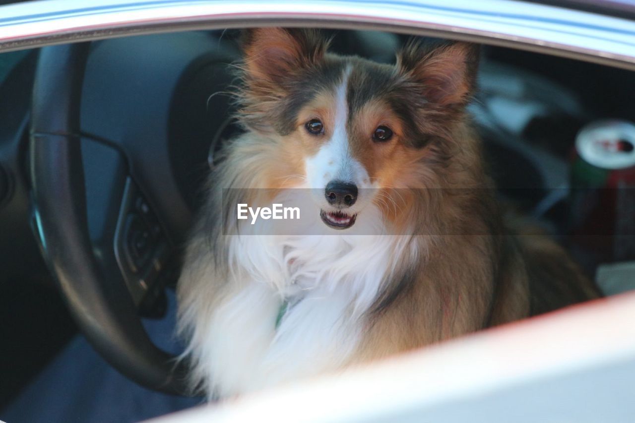 PORTRAIT OF DOG IN CAR SEEN THROUGH WINDSHIELD
