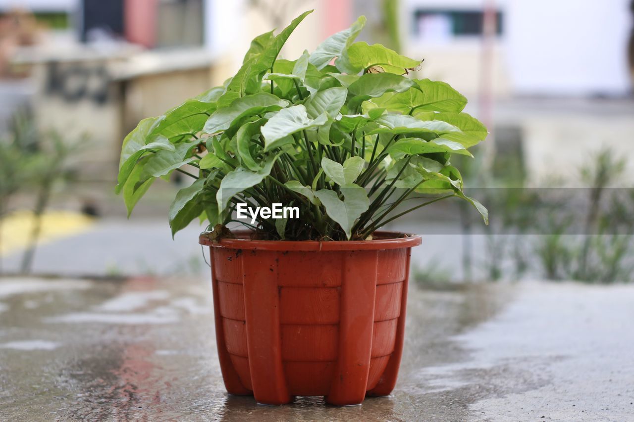 plant, potted plant, nature, flower, growth, green, focus on foreground, leaf, day, food and drink, no people, plant part, food, outdoors, freshness, flowerpot, houseplant, produce, close-up, container, city, street, herb, vegetable