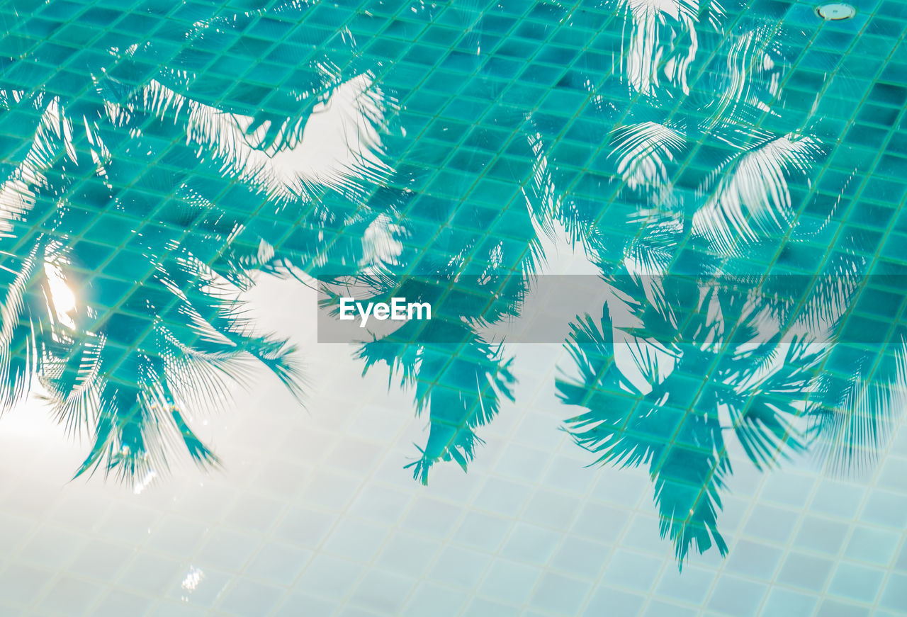 High angle view of trees reflecting on swimming pool