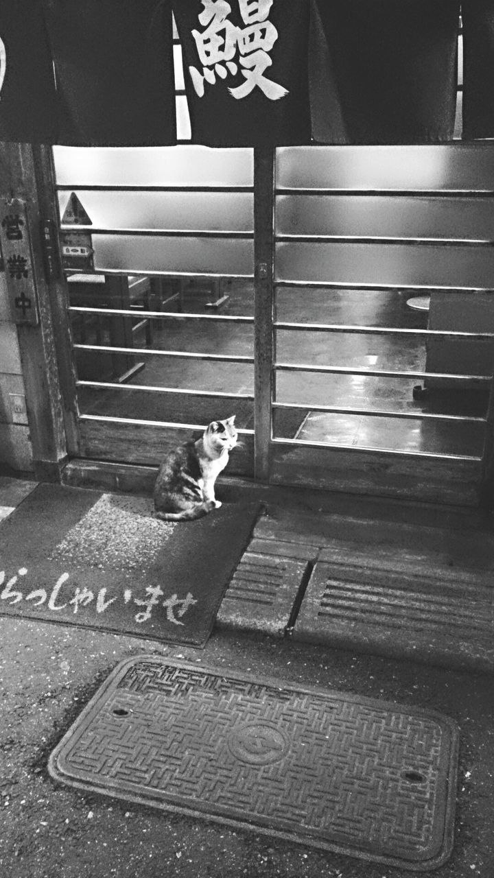 CAT SITTING ON DOORMAT