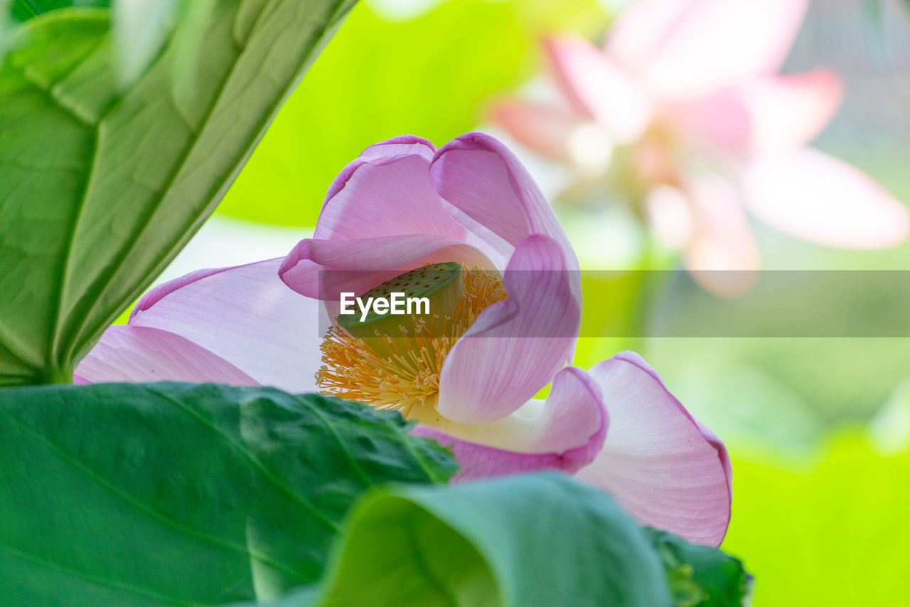 CLOSE-UP OF PINK ROSE PLANT