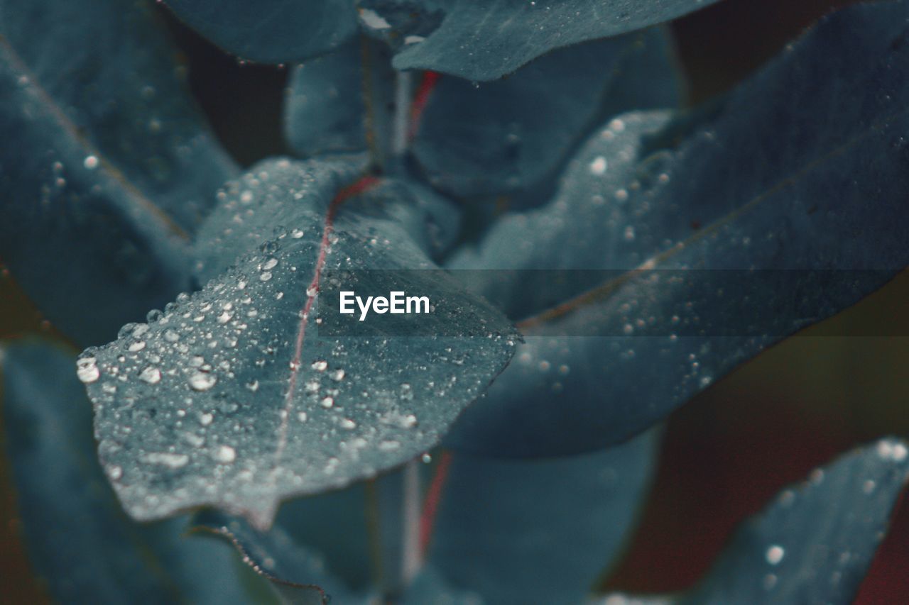 Close-up of wet plant during winter