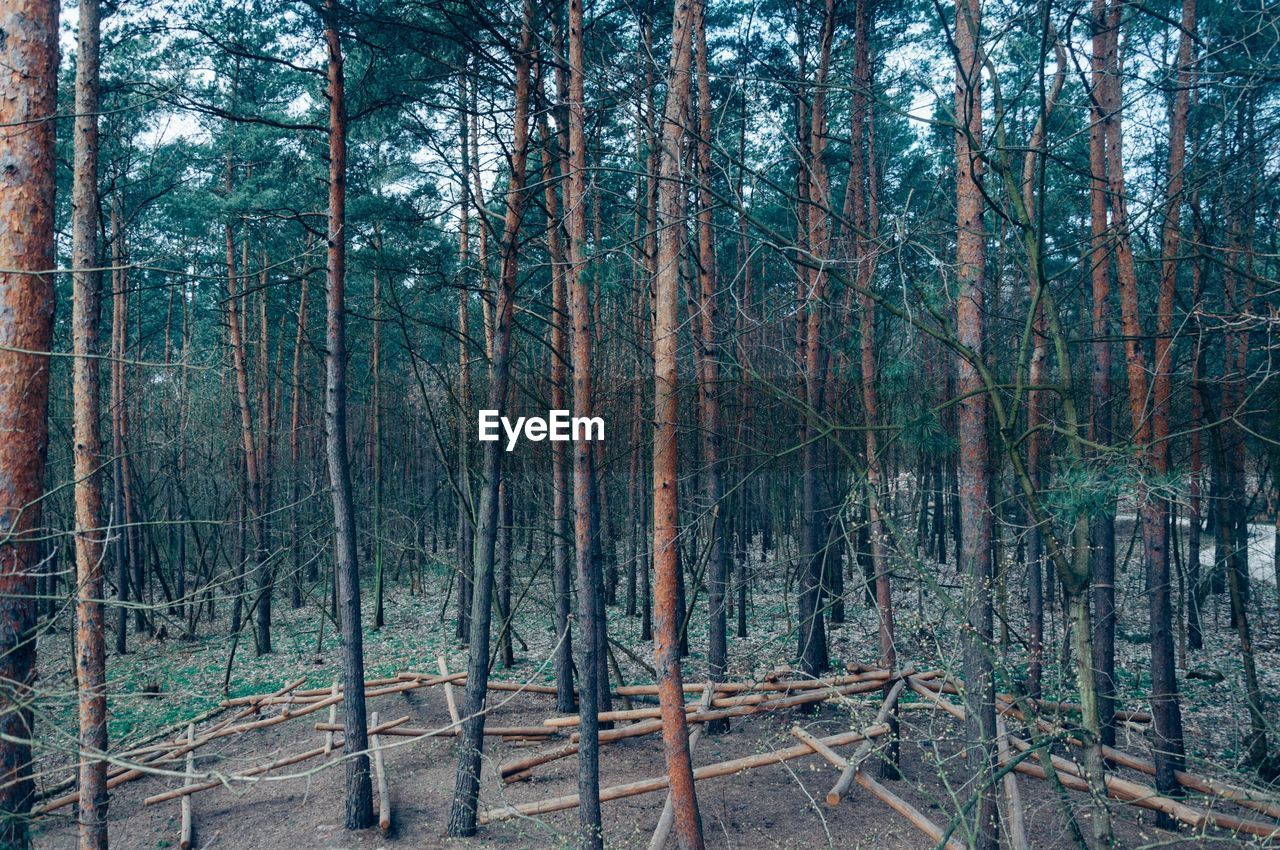 PANORAMIC VIEW OF TREES IN FOREST