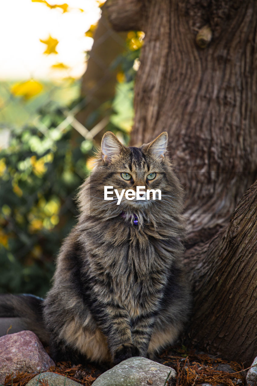 Portrait of cat sitting outdoors