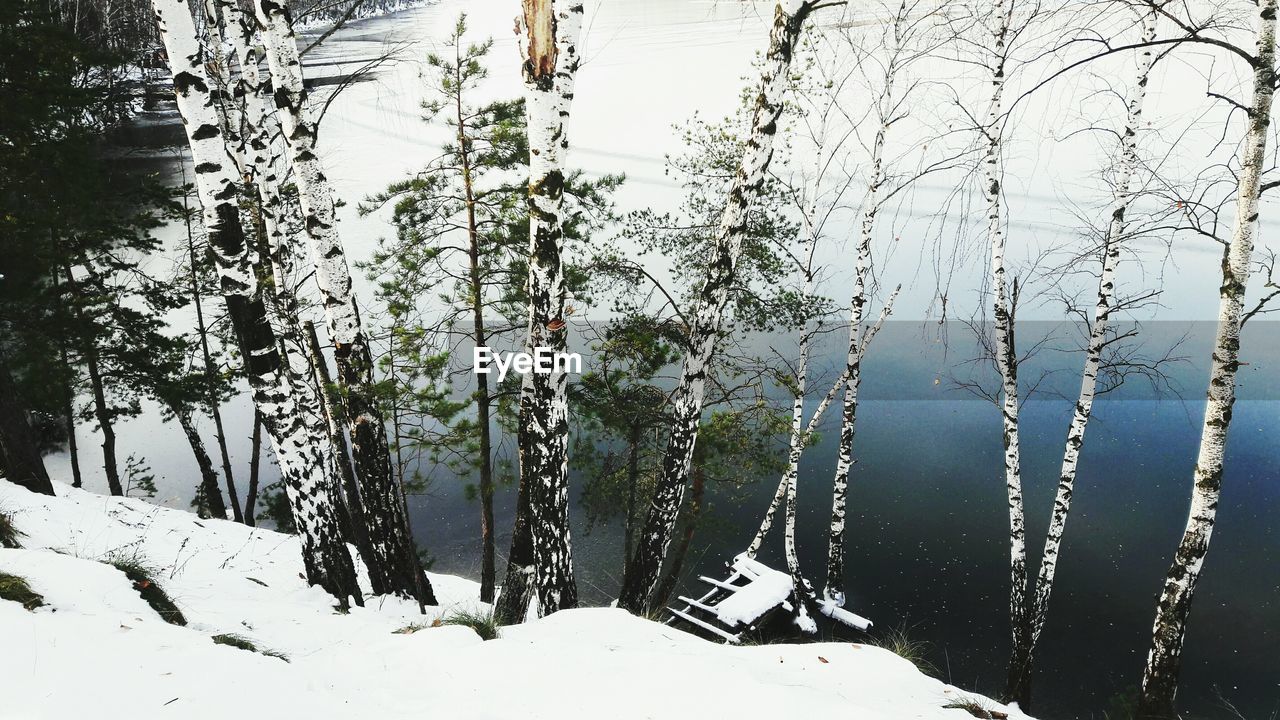 CLOSE-UP OF TREES AGAINST SKY