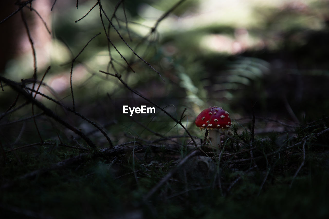 Close-up of mushroom growing on field