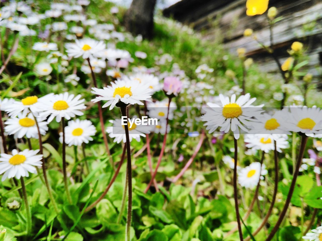 Close-up of white daisy flowers