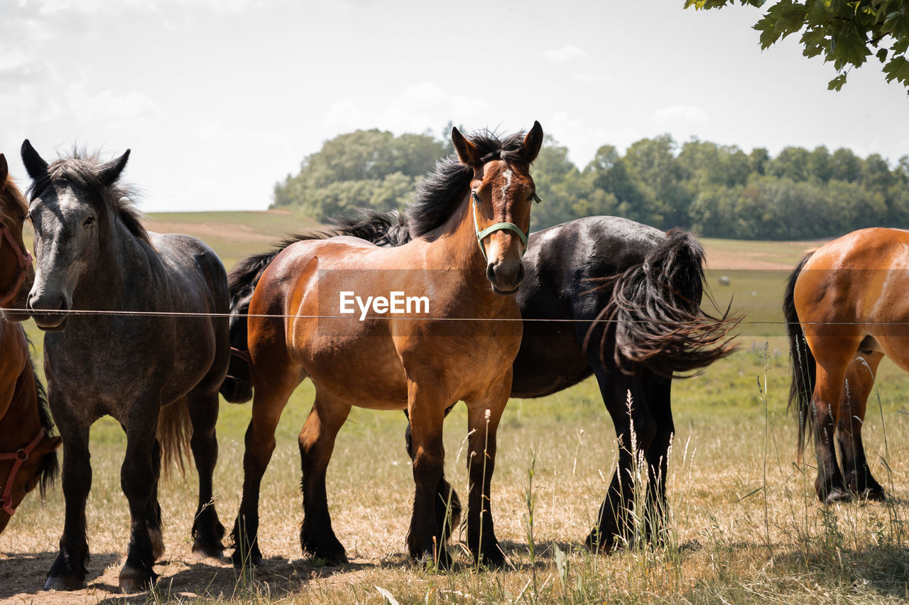 Horses on field